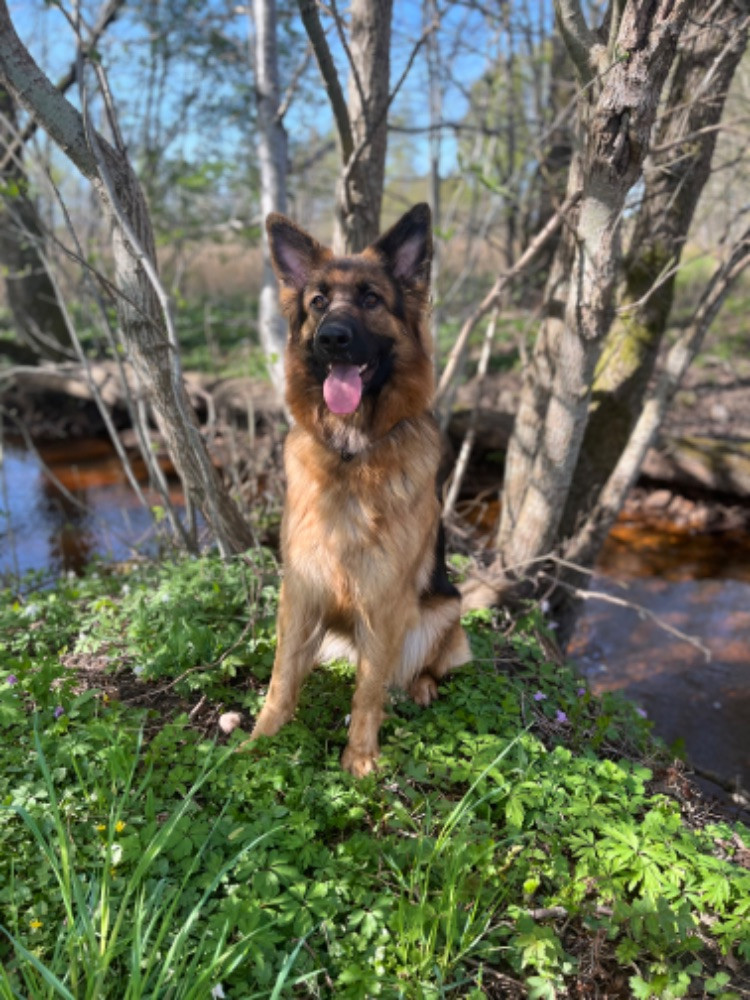 Schæferhund