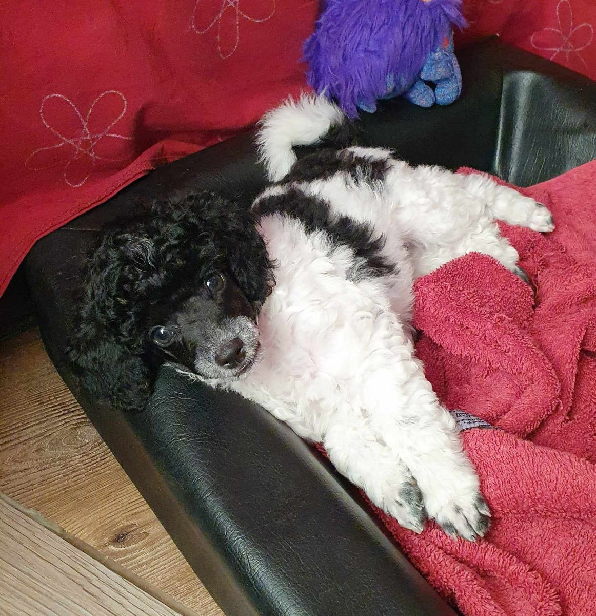 Miniature Poodle