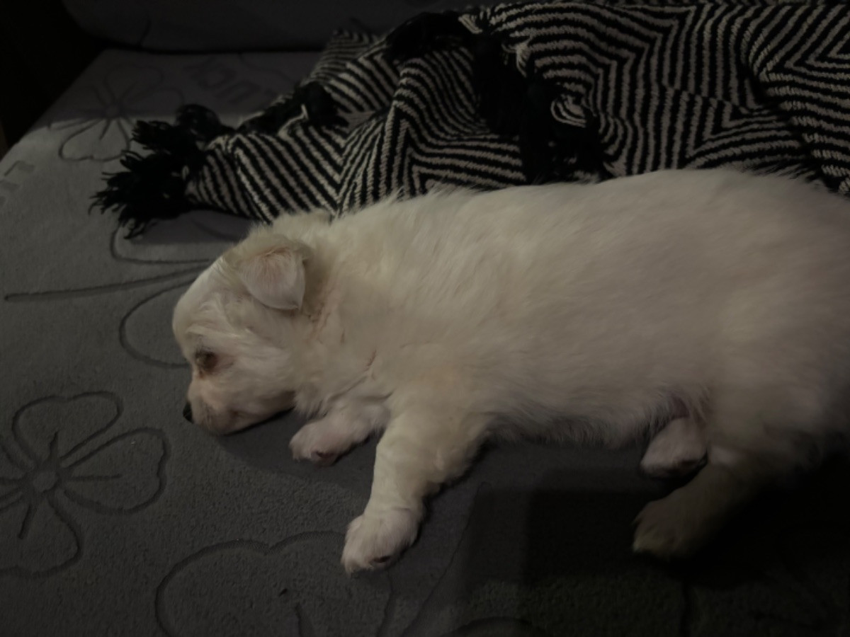 Mallas hundliv