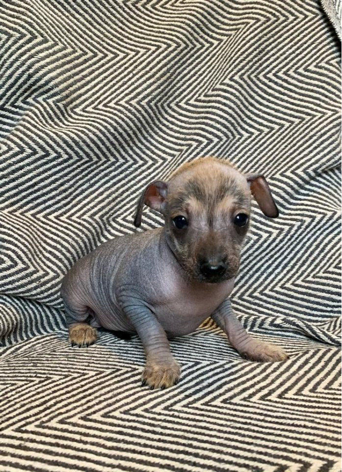 Xoloitzcuintle