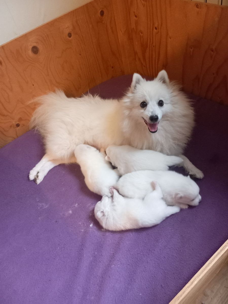 Kennel Alegros