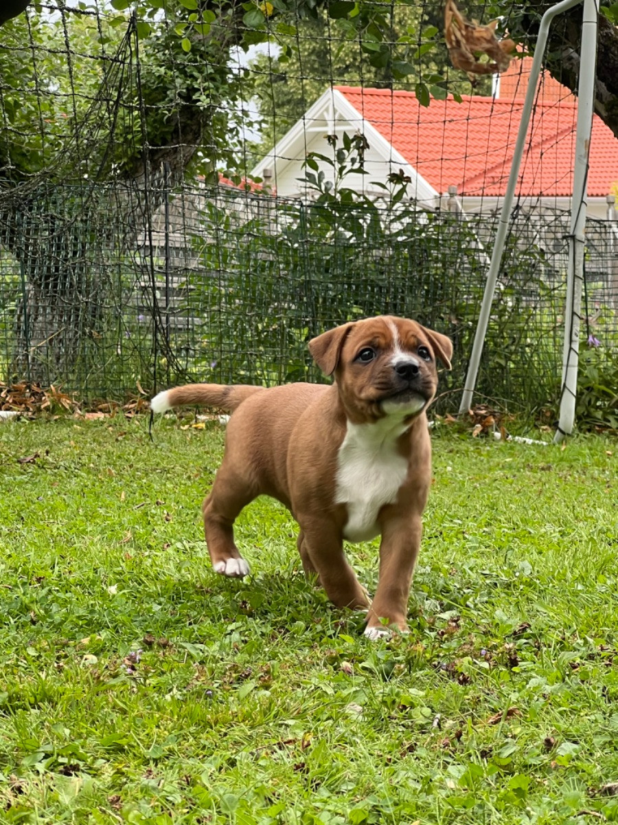 Staffordshire Bull Terrier