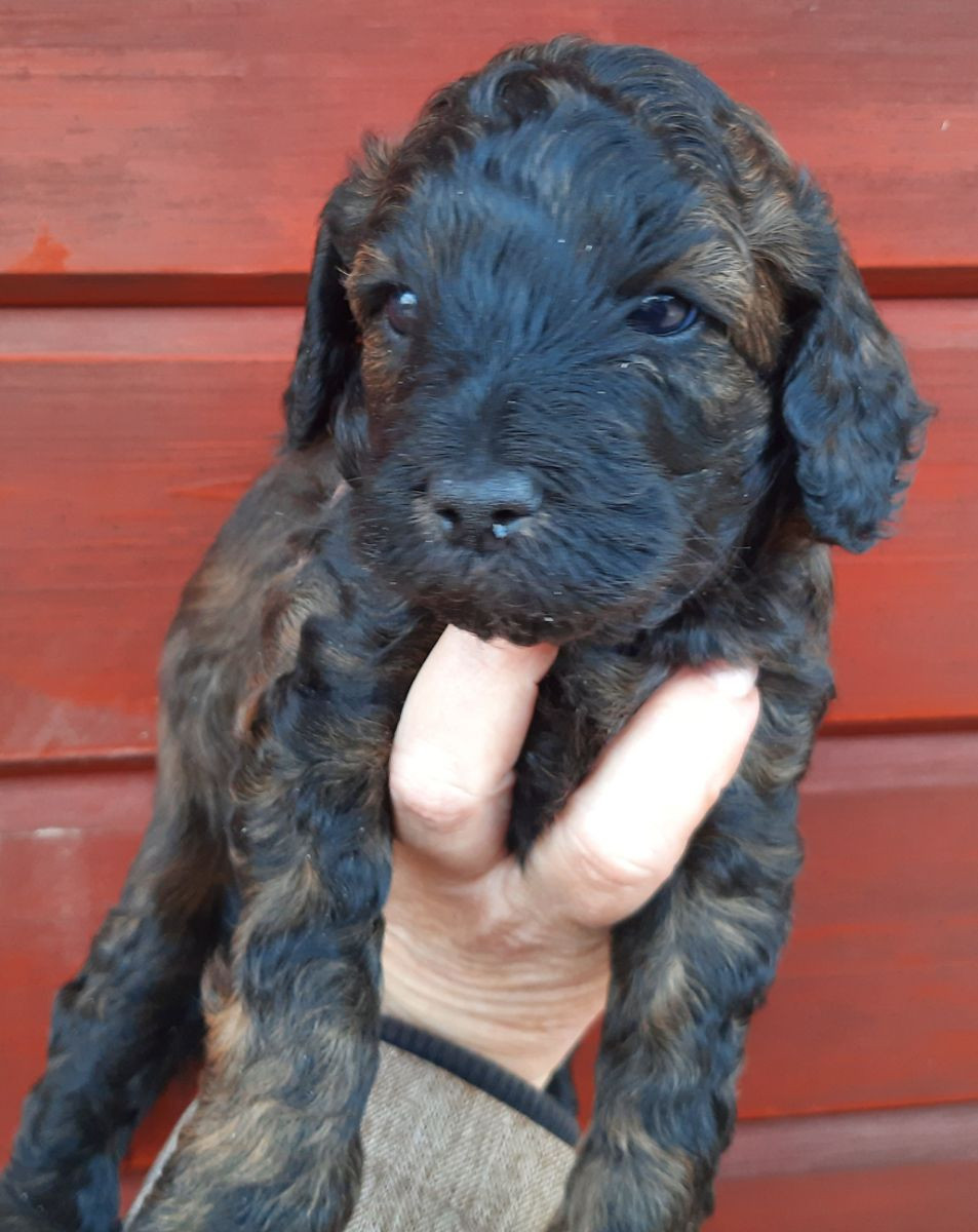 Australiensk labradoodle