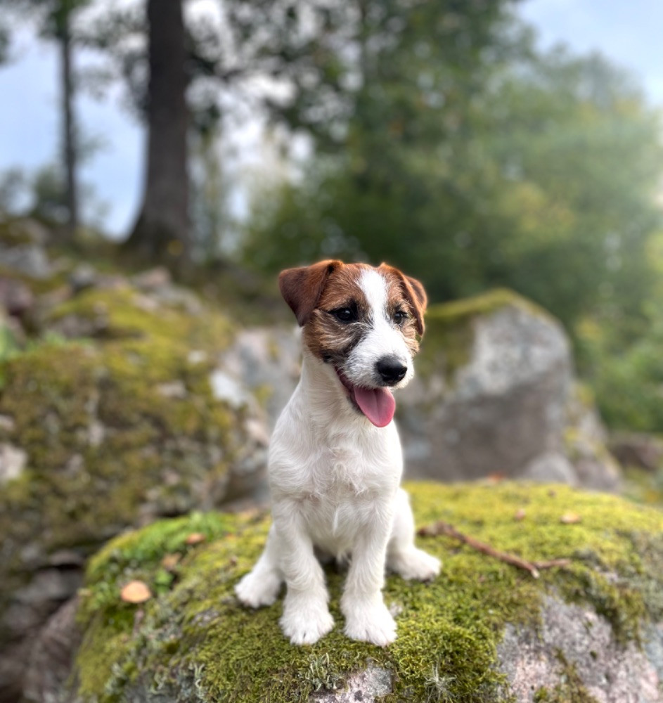 Dog Flash’s