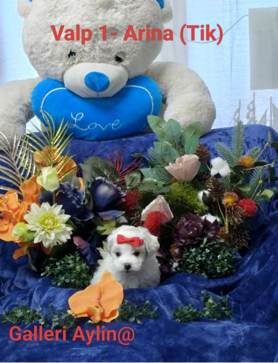 Maltipoo · 2025-11-15 · Göteborg · Ramin H.