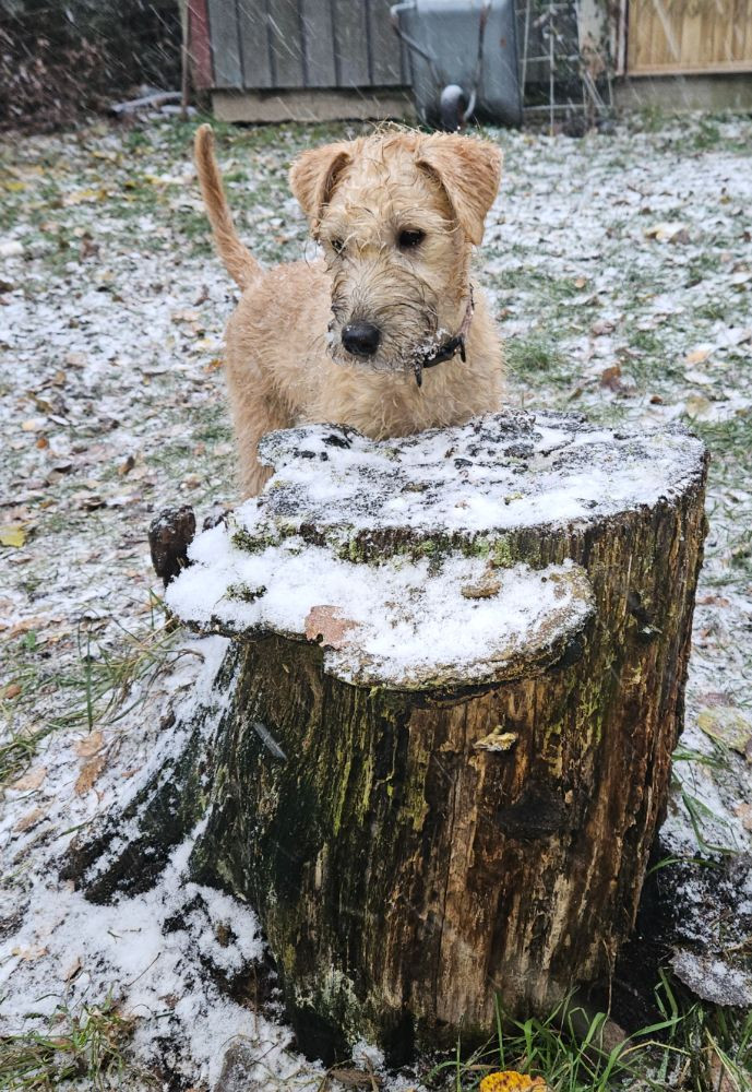 Irish Soft Coated Wheaten Terrier