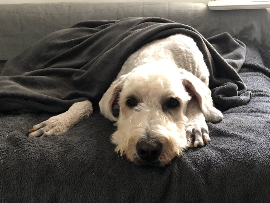 Lyckornaslabradoodle