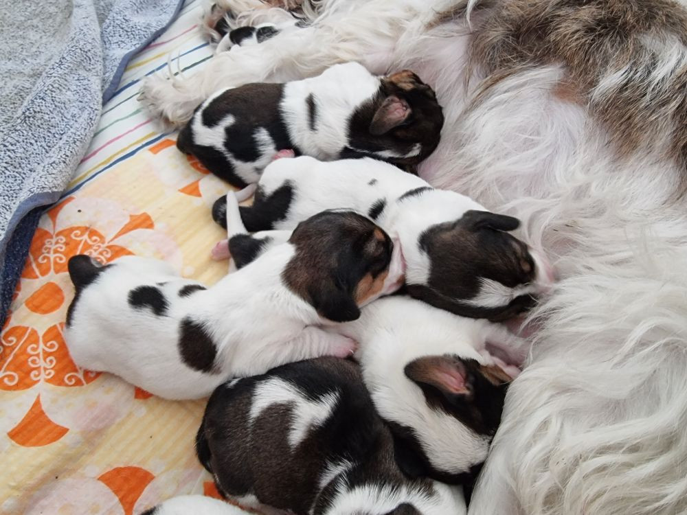 Älgoxens Kennel
