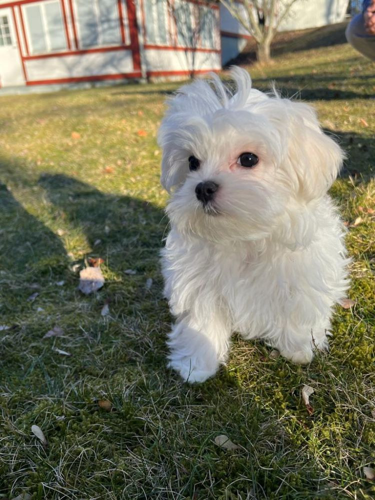 Puppies paradise