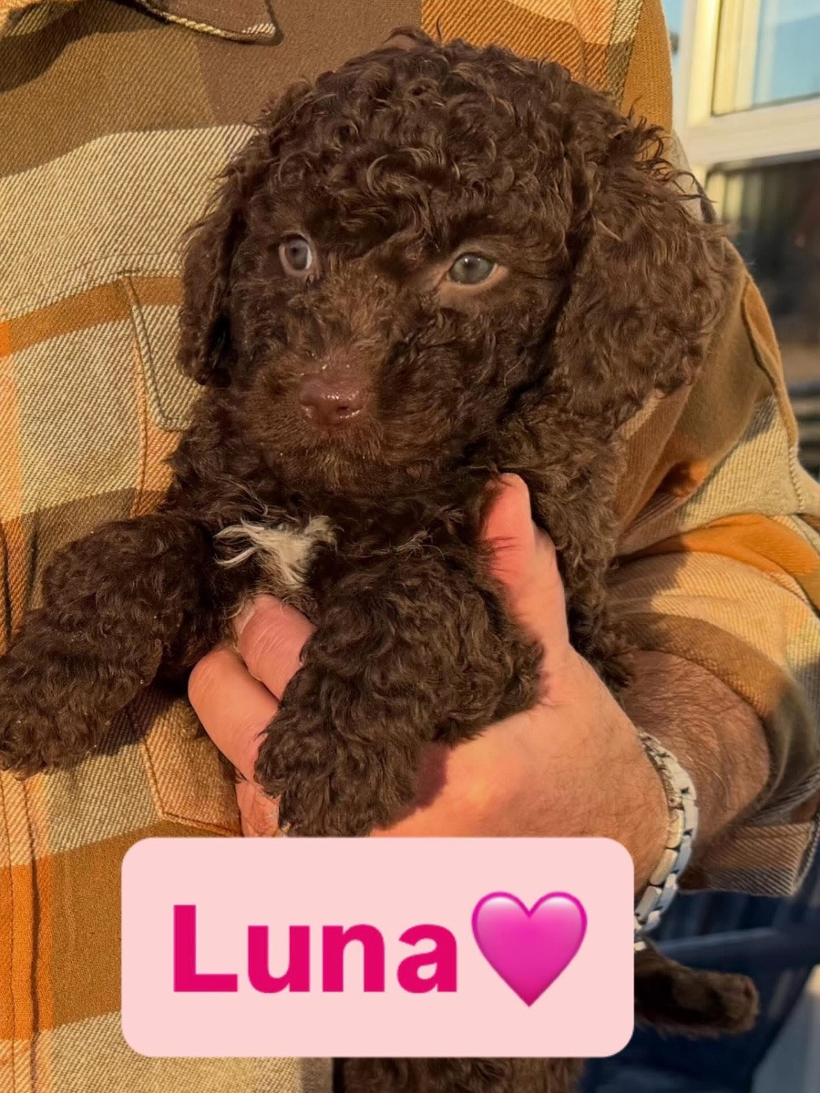 Spanish Water Dog (Perro de Agua Espanol)