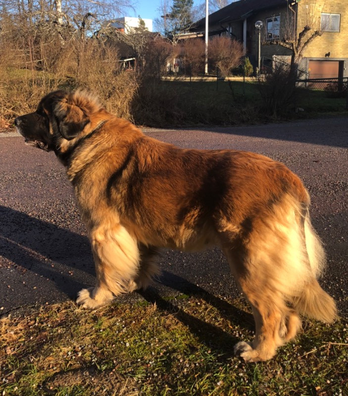 Järnslund’s kennel