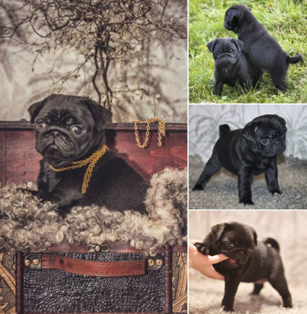 Kennel Värhufvud