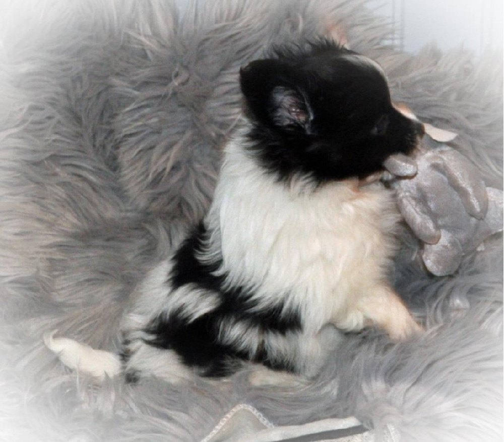Papillon