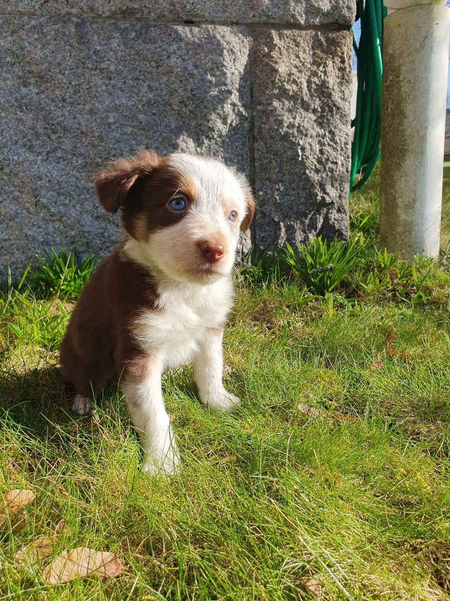 Border collie