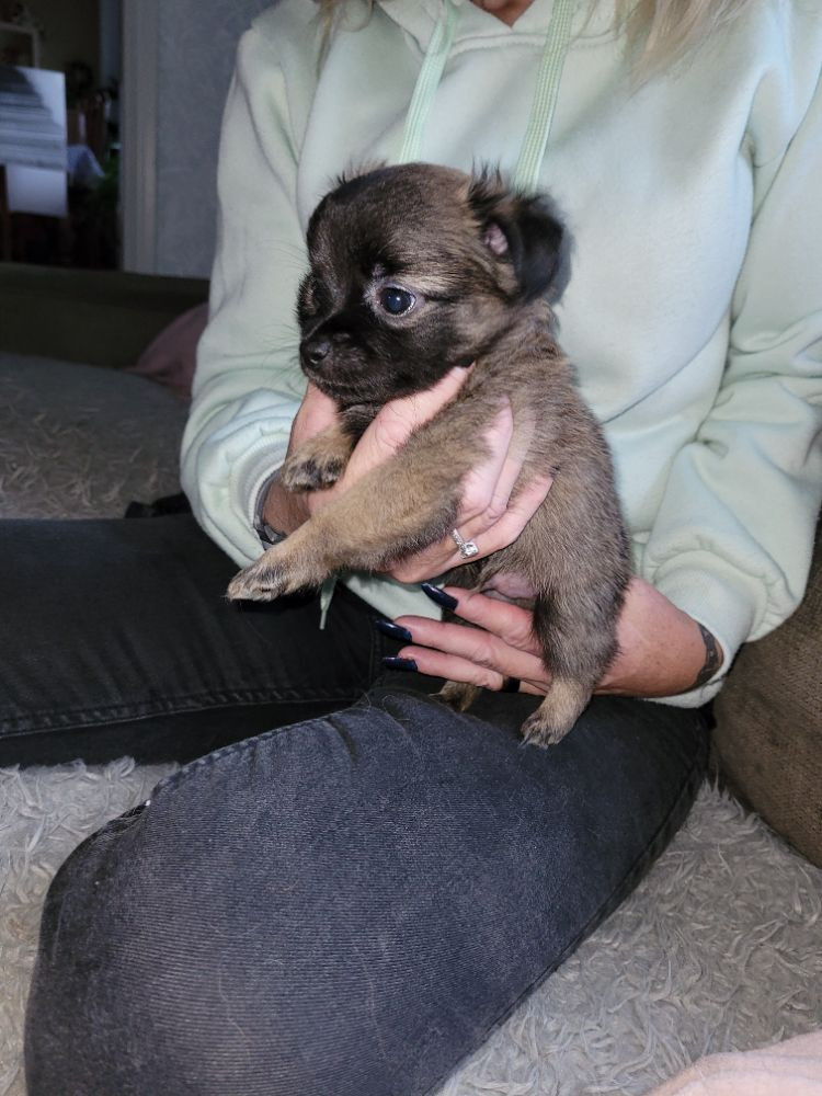 Chihuahua och lasahapso och pomerian och bostonterrier