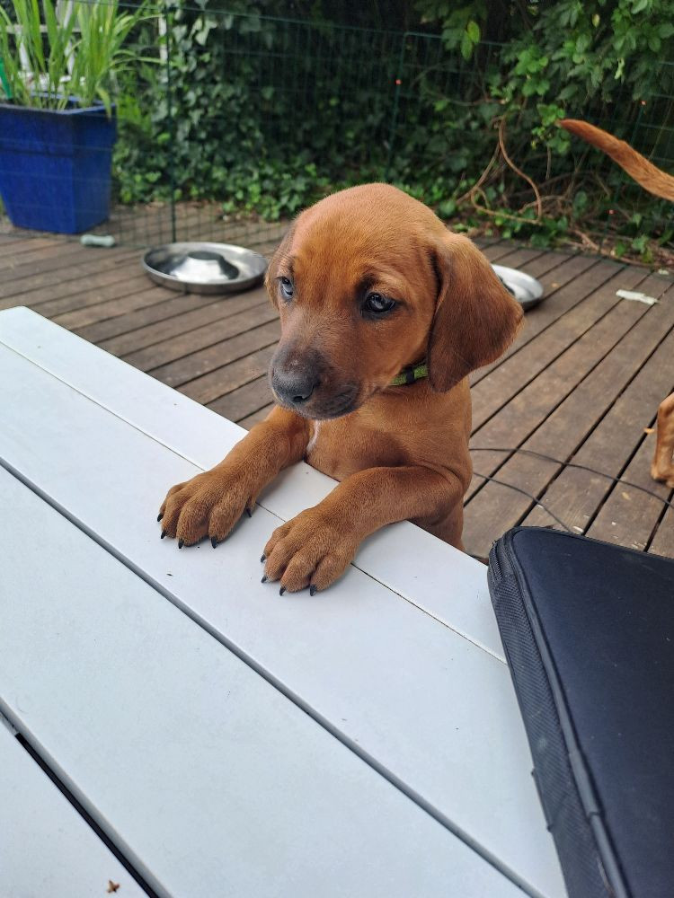 Rhodesian Ridgeback