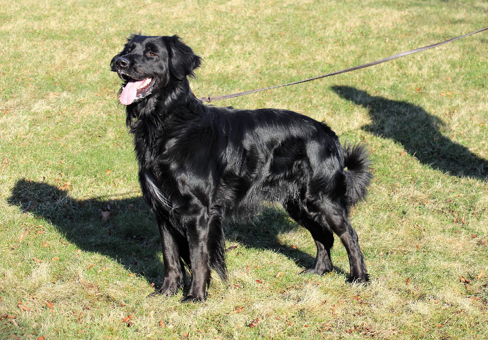 Swedehof