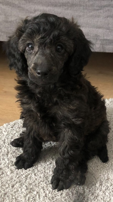 Spirit of Ronja