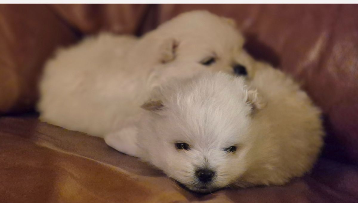 Pomeranian · 2025-11-22 · Annerstad · Viktoria L.