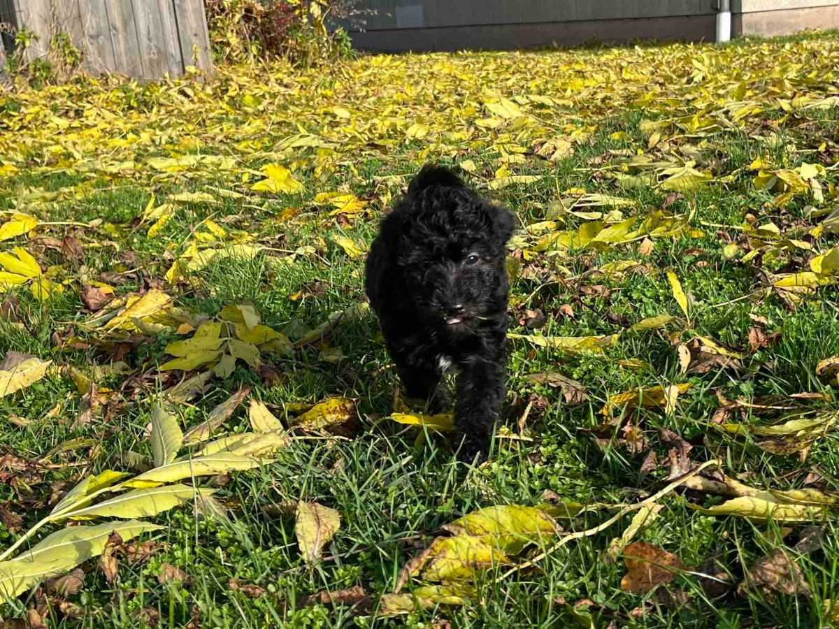 Maltipoo · 2025-09-07 · Mörbylånga · Dmytro K.