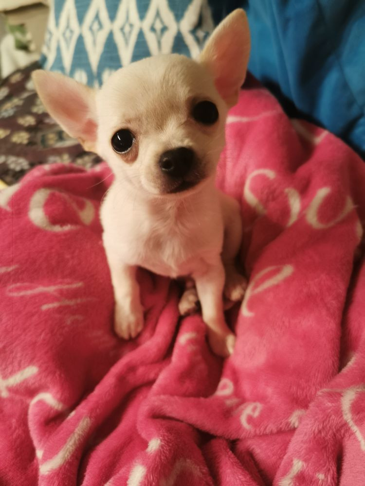 Chihuahua