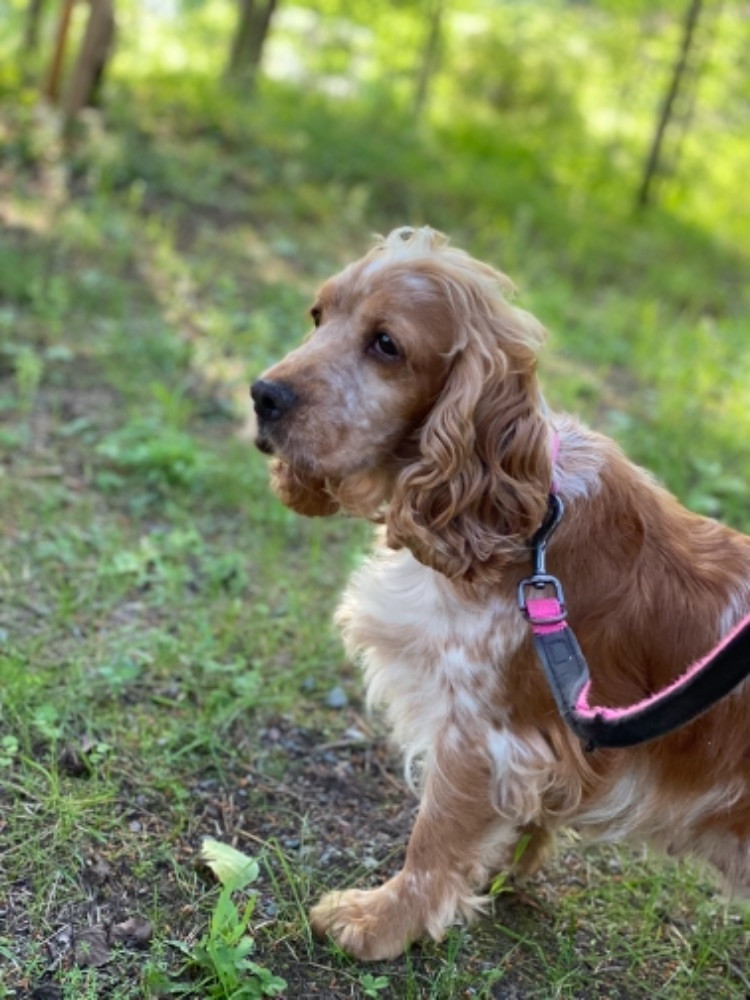 Tasspatrullens Kennel