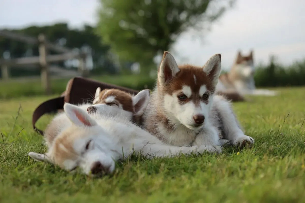 Siberian husky