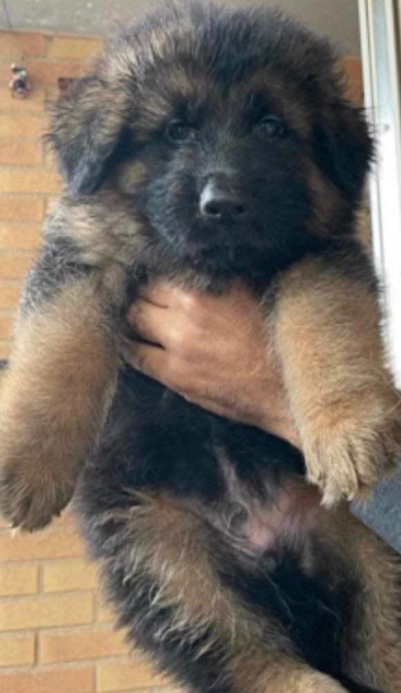 jak