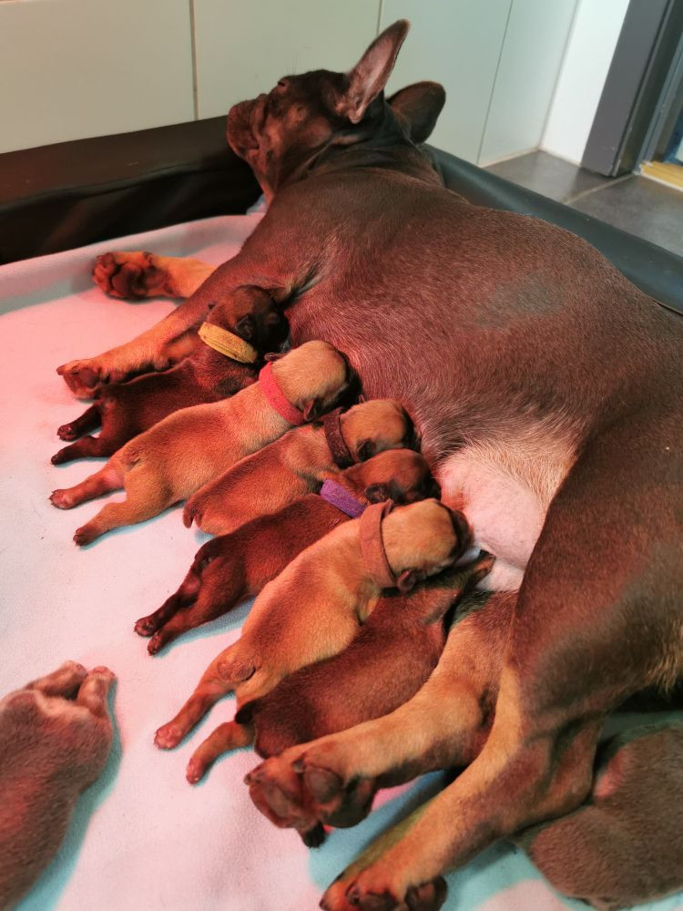 Perlas Kennel