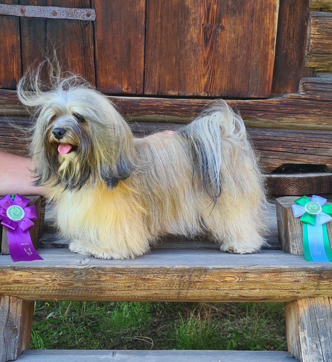 Ek-kvistens kennel