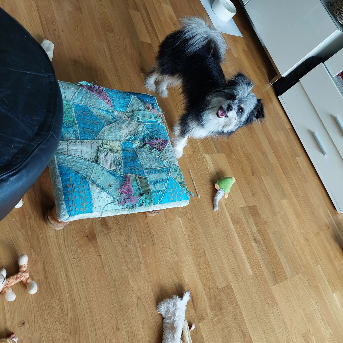 Chihuaua och pomeranian