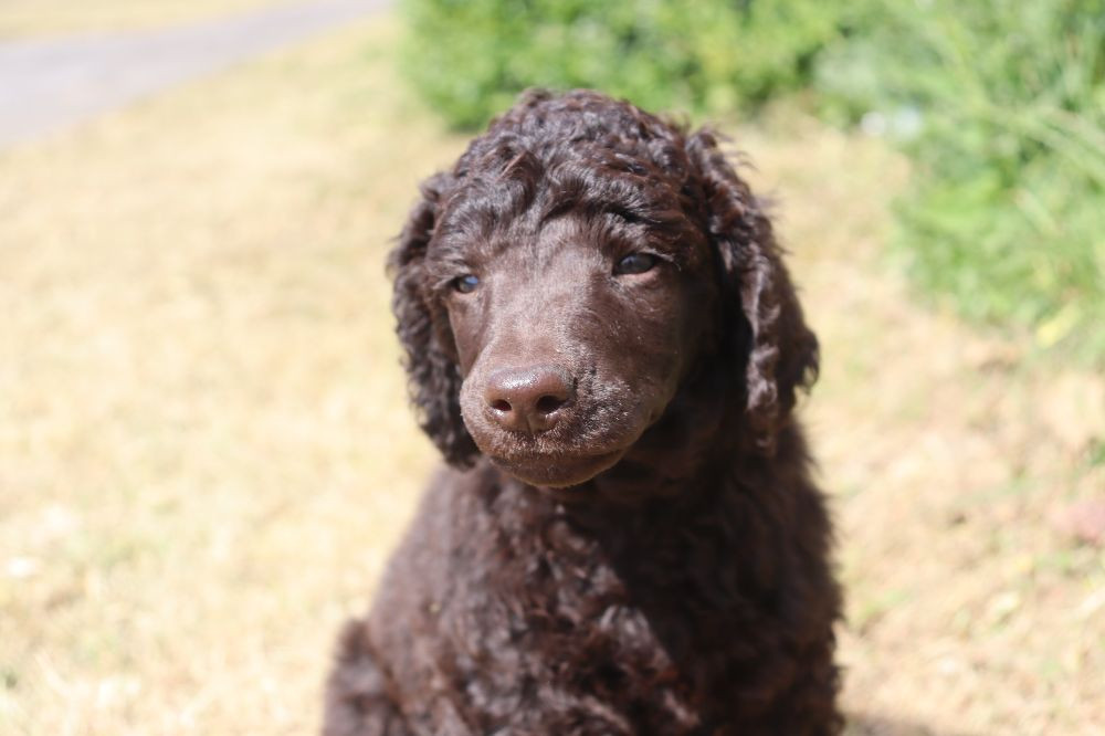 Standard Poodle