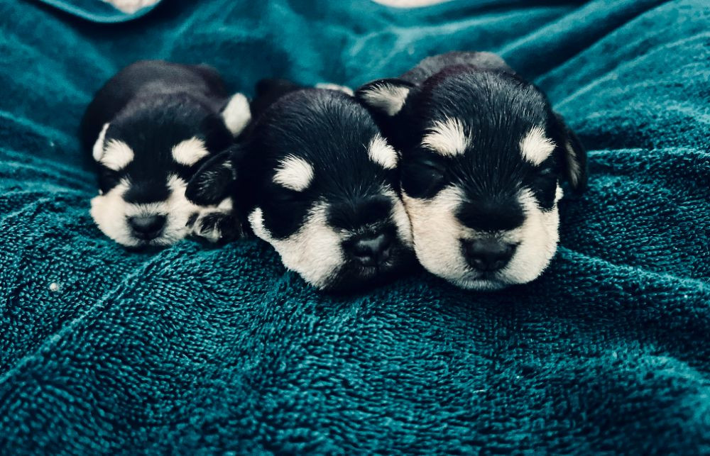 Miniature Schnauzer
