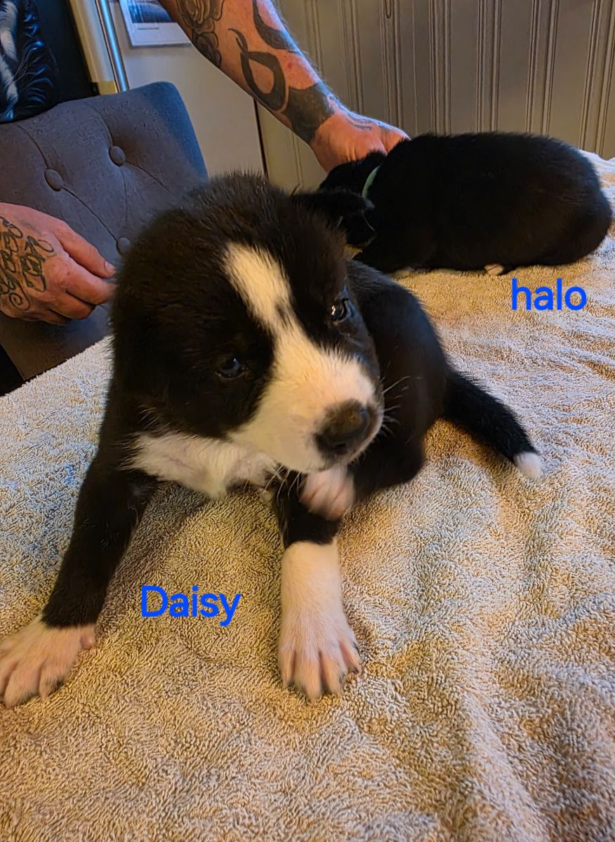 Daisy