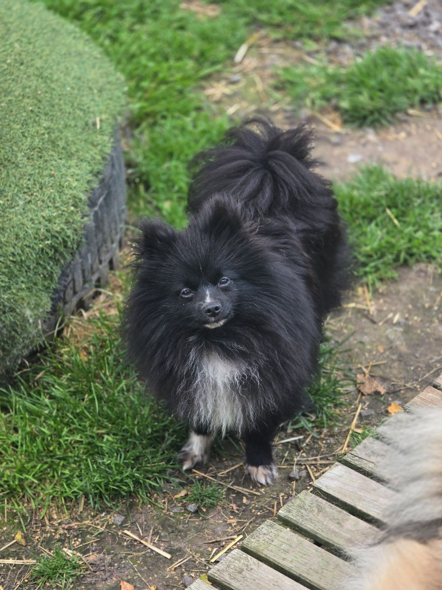 German Spitz – Kleinspitz