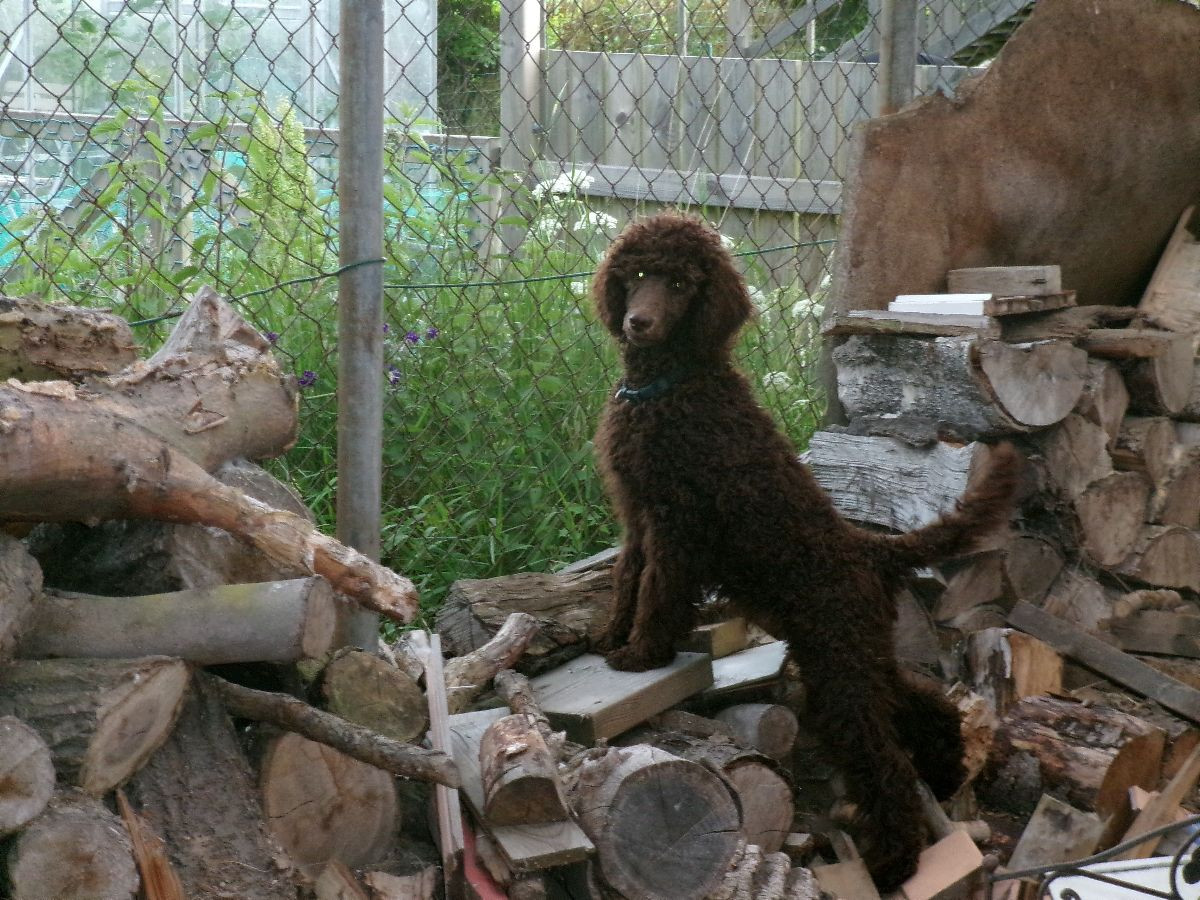 Vegeljung :s kennel
