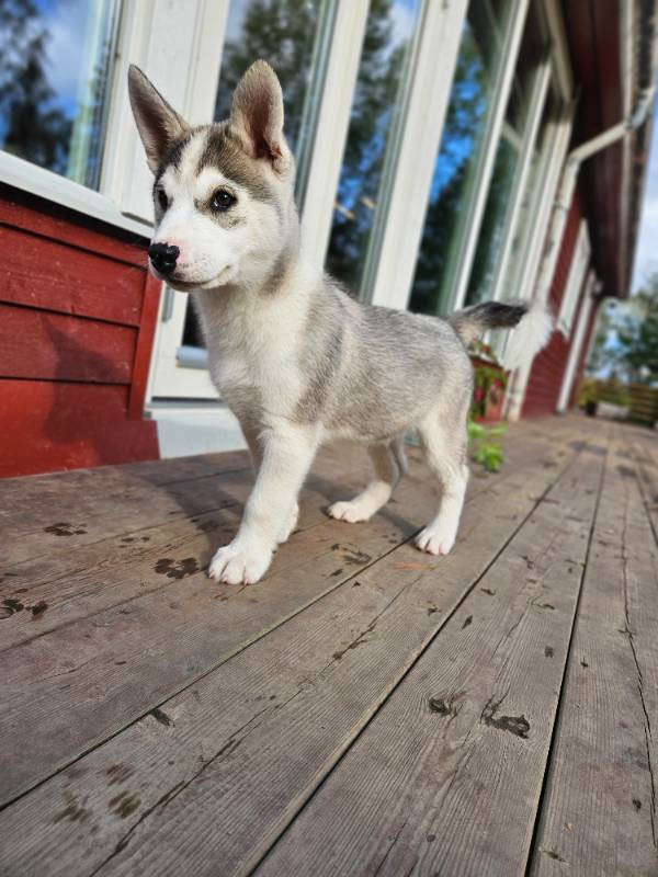 Siberian Husky