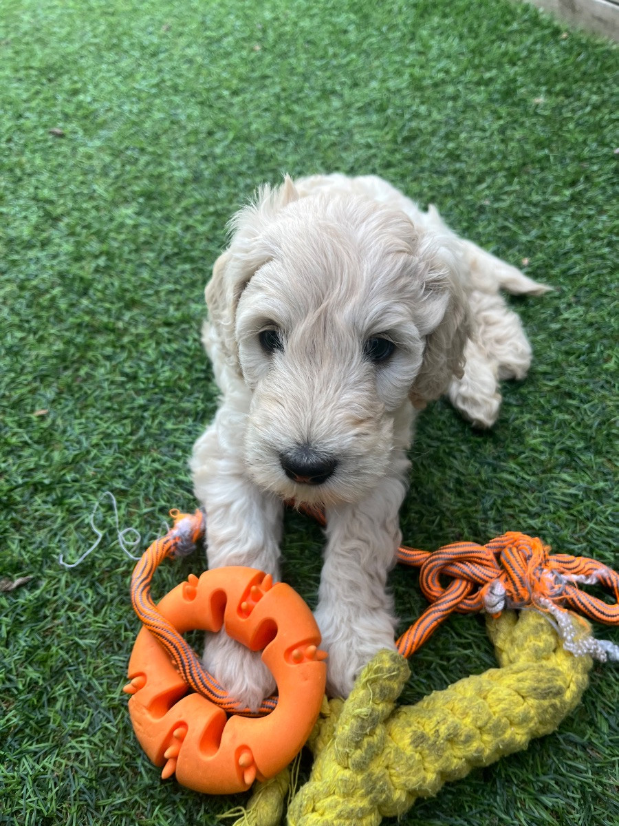 Multigenerations labradoodle