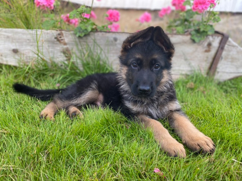 German Shepherd Dog