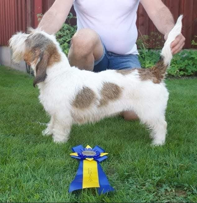 Älgoxens Kennel
