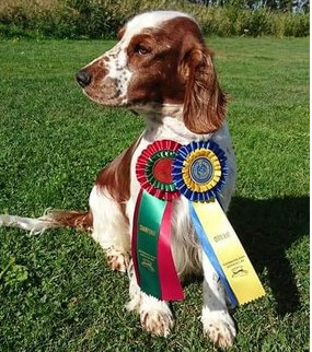 Welsh Springer Spaniel