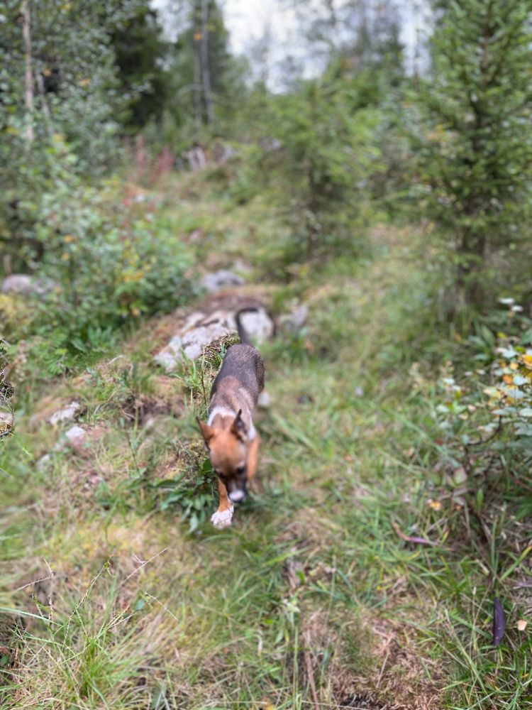 Dansk Svensk Gårdshund - Alaskan Husky