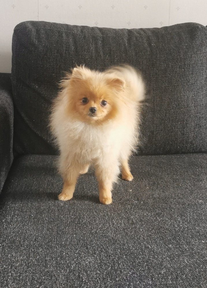 Pomeranian