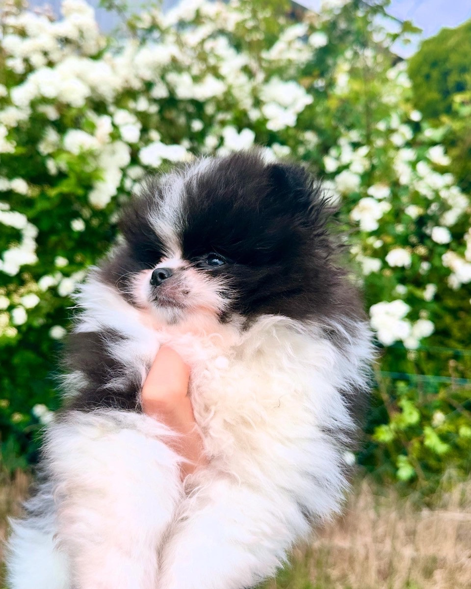 Pomeranian