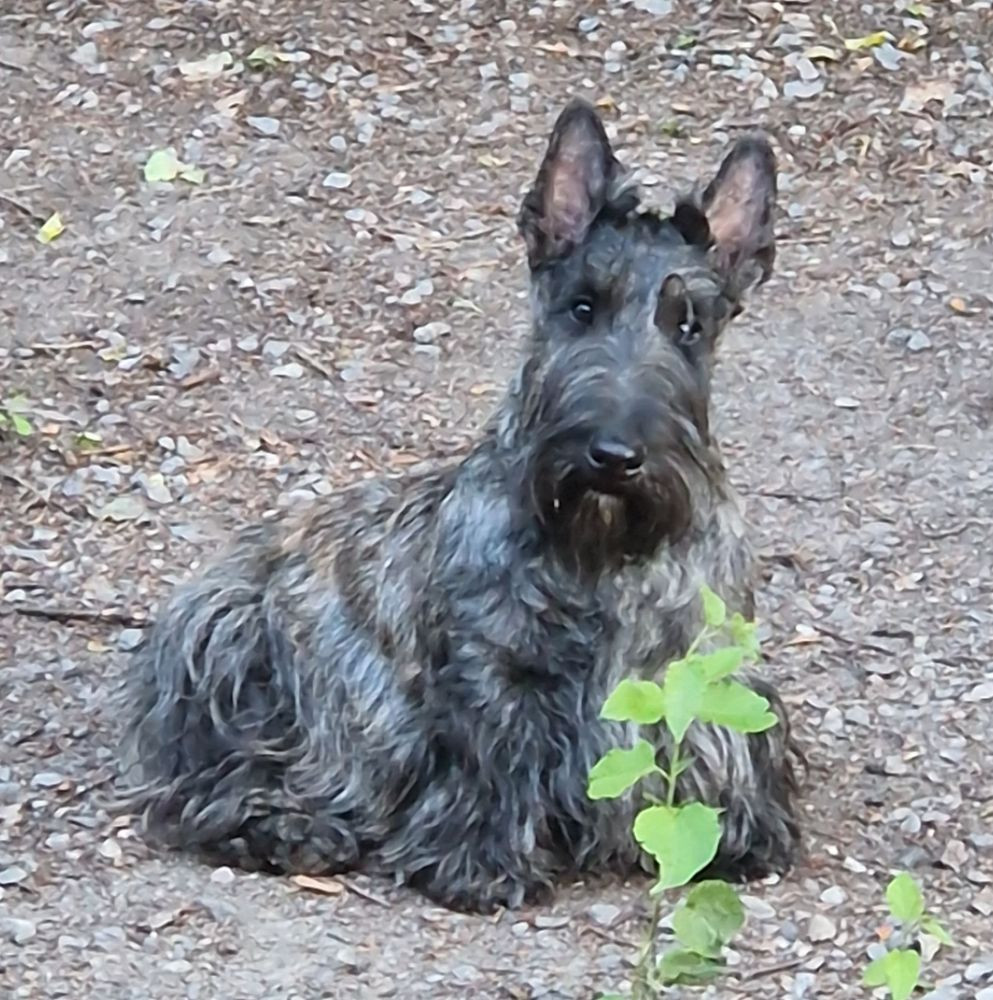Scottish Terrier