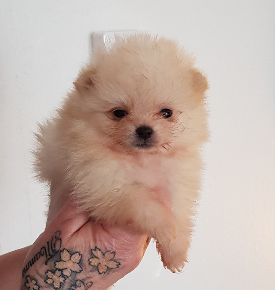 Pomeranian