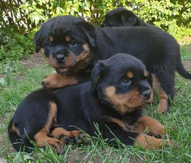 Rottweiler