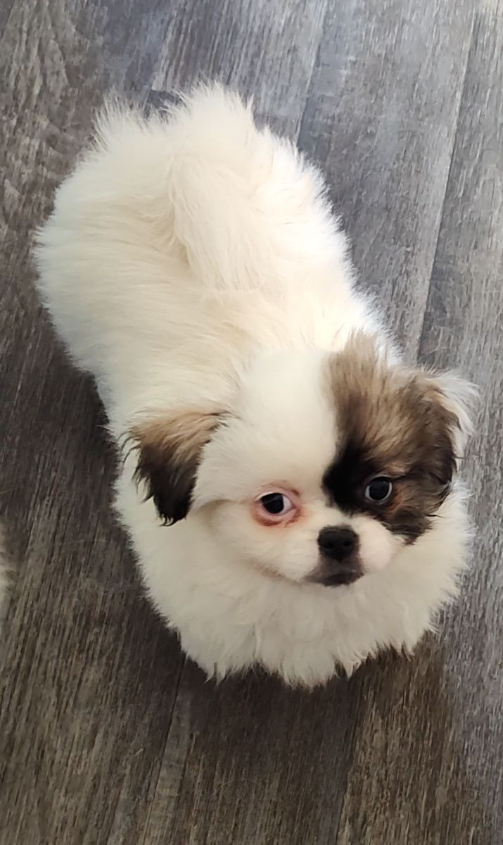 Tibetansk spaniel