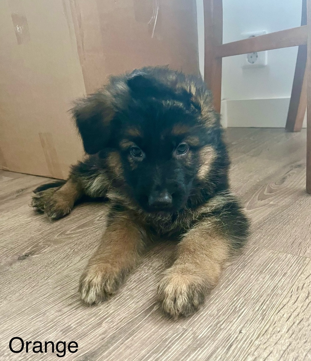 German Shepherd Dog