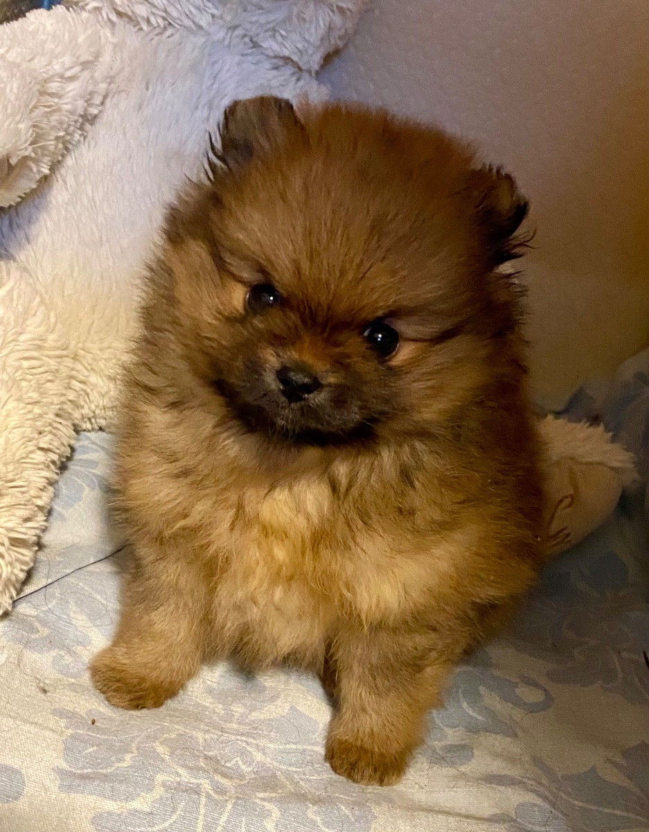 Pomeranian · 2025-10-18 · Riddarhyttan · Pennipops